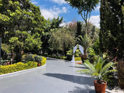 Callistemon Espace